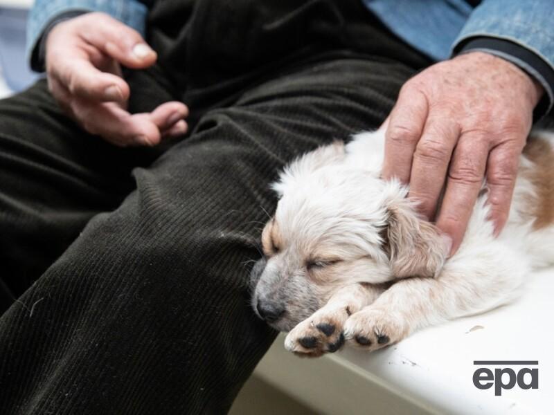 В Луцке во время массированной атаки на город храм УПЦ МП не впустил в свое укрытие людей с животными. В церкви объяснили почему