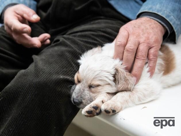 У Луцьку під час масованої атаки на місто храм УПЦ МП не впустив у своє укриття людей із тваринами. У церкві пояснили чому