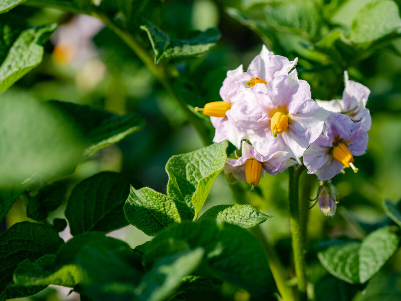 Не все об этом знают. Зачем скашивать ботву картофеля до уборки урожая