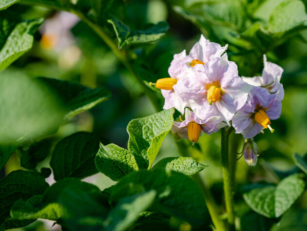 Не все об этом знают. Зачем скашивать ботву картофеля до уборки урожая