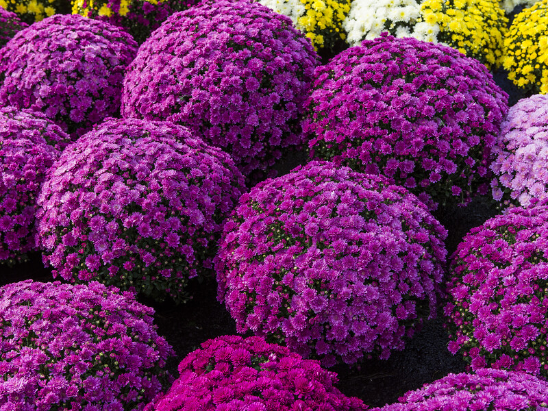 Ваша хризантема растет вверх, а не тугой шапочкой? Вот что вы забыли сделать