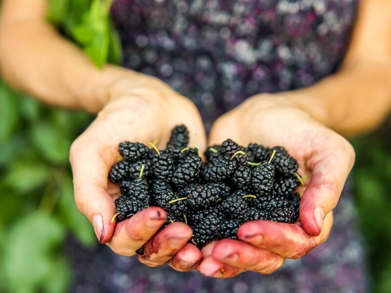 Ці прості засоби допоможуть відмити руки після шовковиці