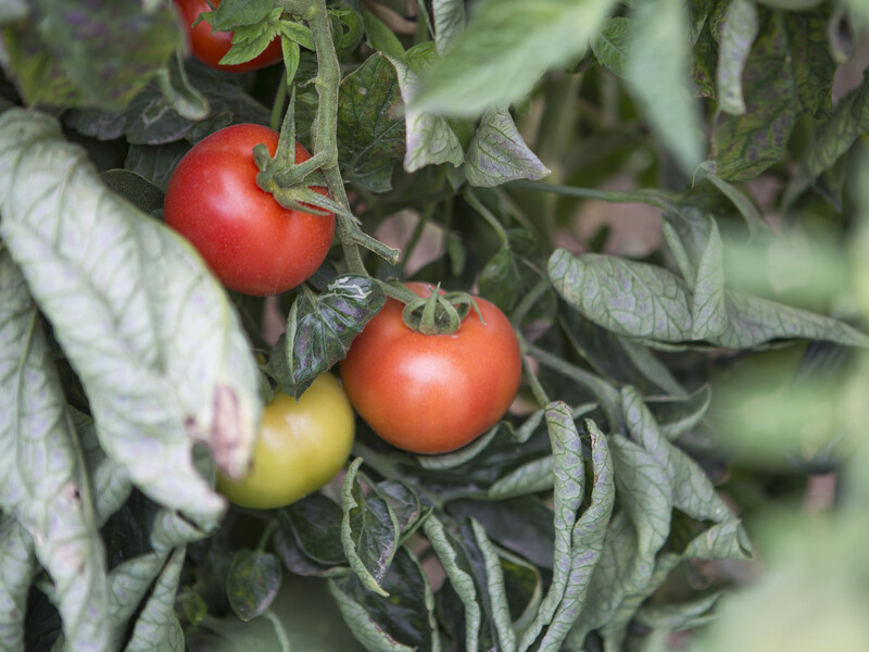 Необычная подкормка спасет урожай – полейте этим свои помидоры, если на них начали скручиваться листья
