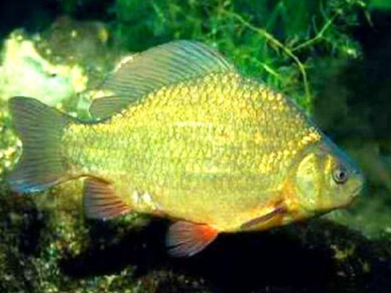 В Украине исчезает вид рыбы, которая раньше "буквально была повсюду" – эксперт