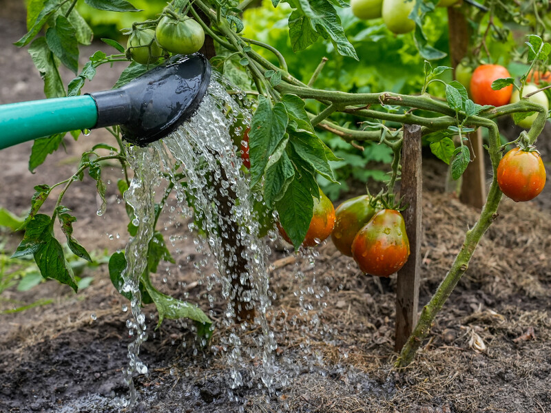 После такой подкормки без химии томаты вырастут сочными и вкусными