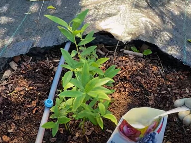 В июле посыпьте этим вокруг каждого куста – и голубика отблагодарит щедрым урожаем сладких ягод