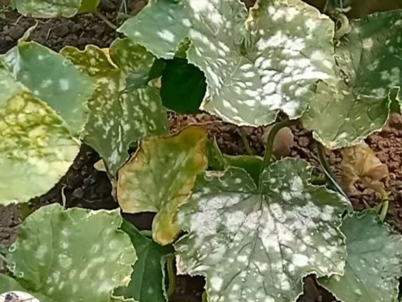 Если заметили мучнистую росу, немедленно сделайте это – и огурцов будет очень много. Надежный способ