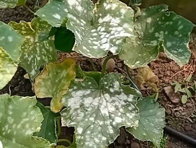 Якщо помітили борошнисту росу, негайно зробіть це – і огірків уродить дуже багато. Надійний спосіб