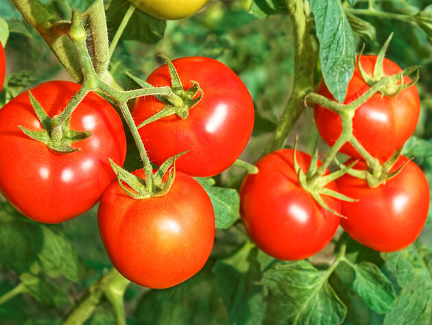 Від цього підживлення залежить ріст помідорів. Обов'язково скористайтеся двома добривами