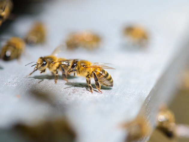 Китайські науковці створили першу у світі бджолу-кіборга. Для чого вона?