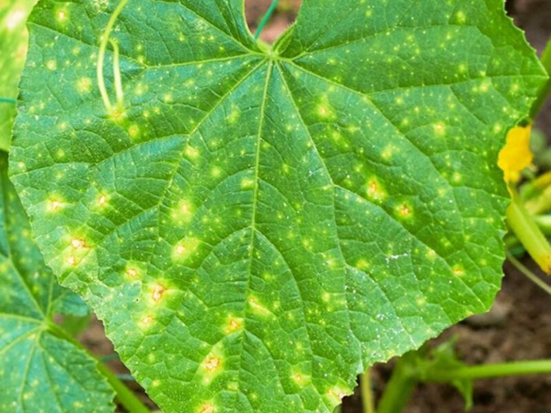 Якщо листя пожовкло, додайте це – і огірки виростуть великими й рівними. Перевірений спосіб