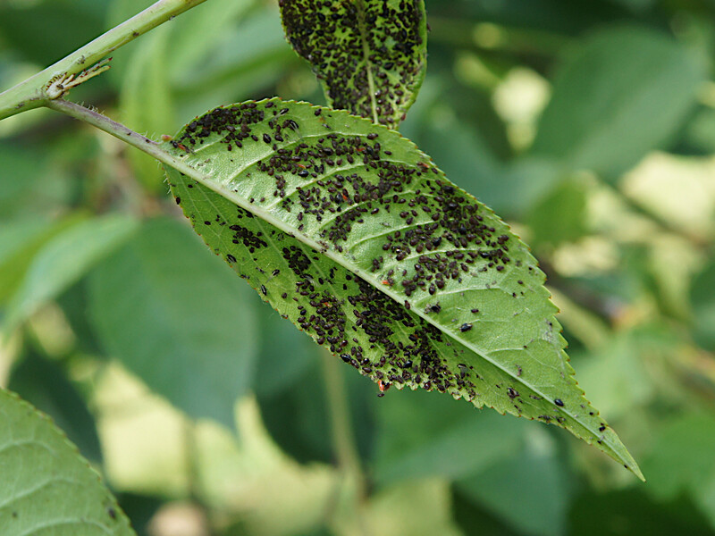 Если заметили тлю, обязательно обработайте этим – и урожай овощей будет невероятно большим