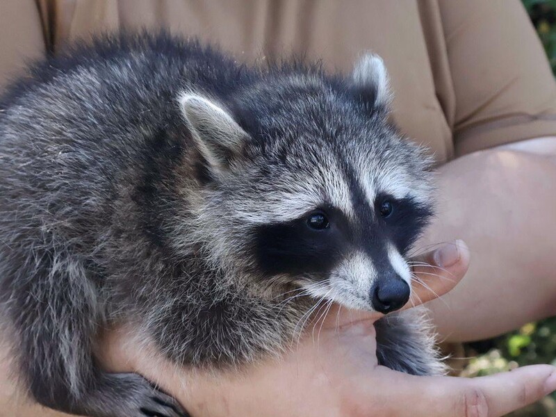 Українські військові показали Сержантку Моллі – самицю єнота, яка стала талісманом підрозділу. Фото