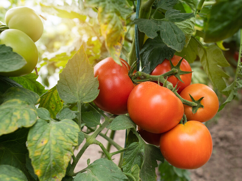 Обломайте эти три листа – и помидоры быстрее покраснеют. Проверенный лайфхак