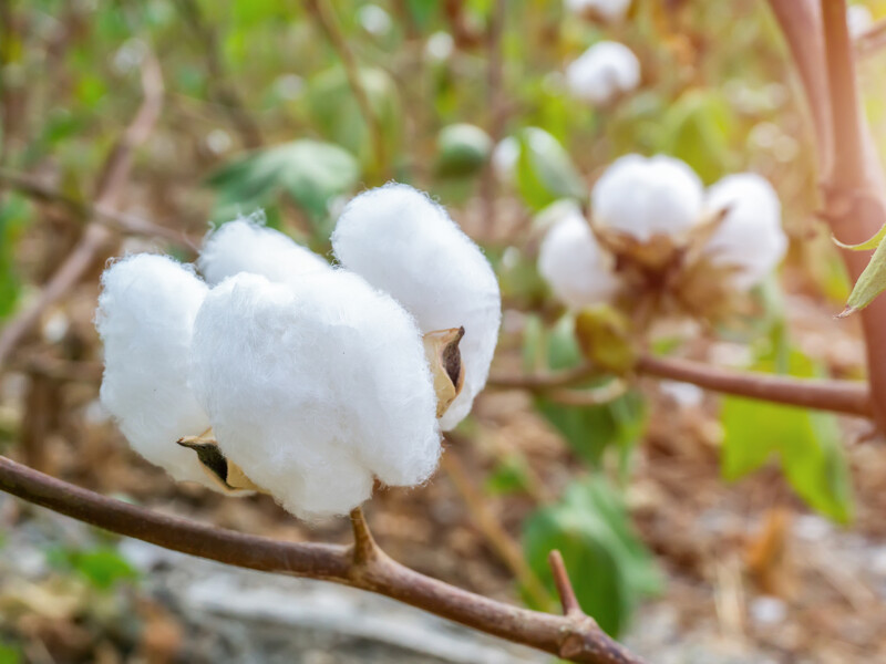 Може змінити оборонну політику України. В Одеській області вирощують бавовник для пороху