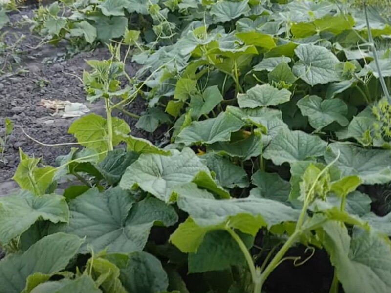 В жару делайте это каждый день – и огурцы не будут горчить. Огородница раскрыла секрет вкусного урожая