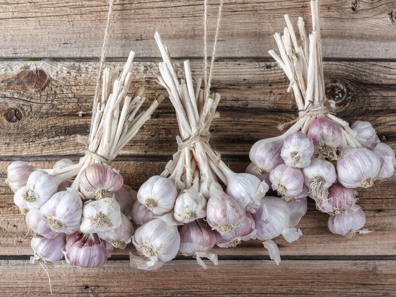 Положите это рядом с чесноком – и урожай никогда не испортится. Огородники раскрыли секрет