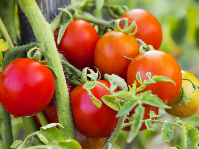 Если хотите, чтобы помидоры выросли красивыми и крупными – обязательно воспользуйтесь этим удобрением