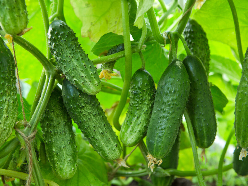 Полийте цим огірки – і вони почнуть швидше й краще рости. Надійний спосіб
