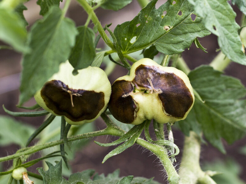 Дві таблетки з аптечки й 10 л води – і ви забудете, що буває верхівкова гниль на помідорах