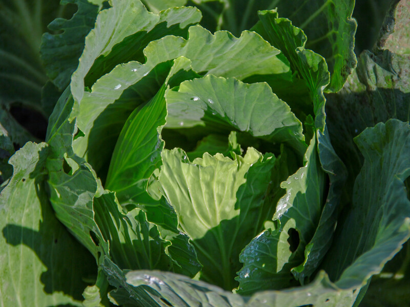 У капусты будут плотные большие кочаны, если внесете эту подкормку до 20 июля