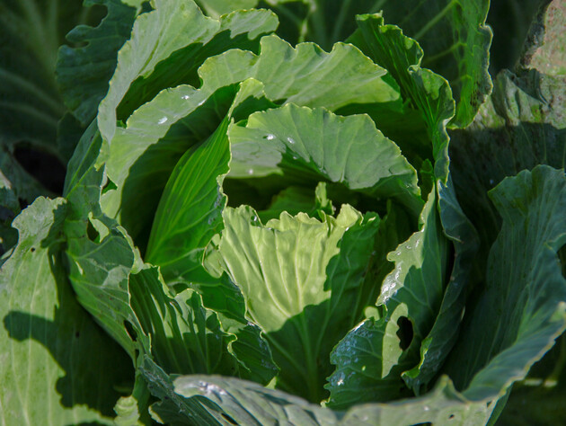 У капусти будуть щільні великі головки, якщо внесете це підживлення до 20 липня