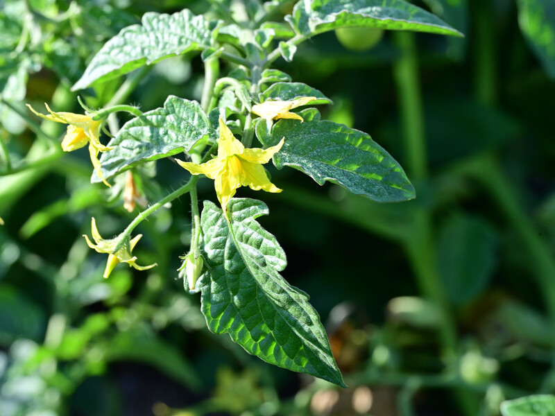 Обприскайте помідори цим у спеку – і зав'язь не буде опадати й зав'яжуться нові плоди