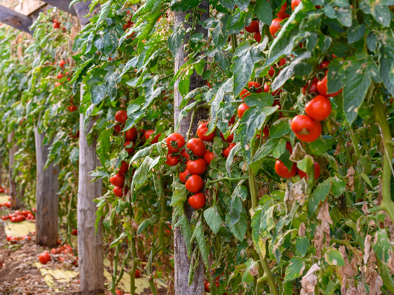 В жару подкормите этим растения – и спасете урожай. Секретный метод, который не подведет