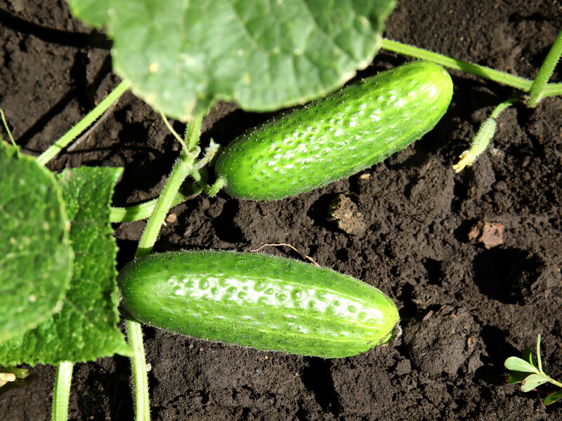 Если в июле огурцы перестали плодоносить – срочно полейте их таким настоем