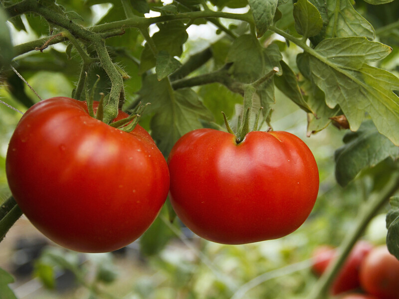 Полейте этим томаты в июле, чтобы не было вершинной гнили. Рецепт подкормки, который не подведет