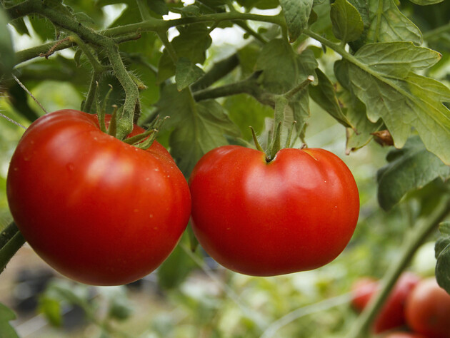 Полейте этим томаты в июле, чтобы не было вершинной гнили. Рецепт подкормки, который не подведет