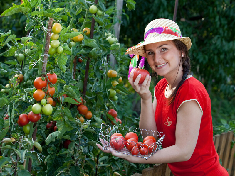 Сенсаційний розчин із харчових продуктів знищить усіх шкідників на городі