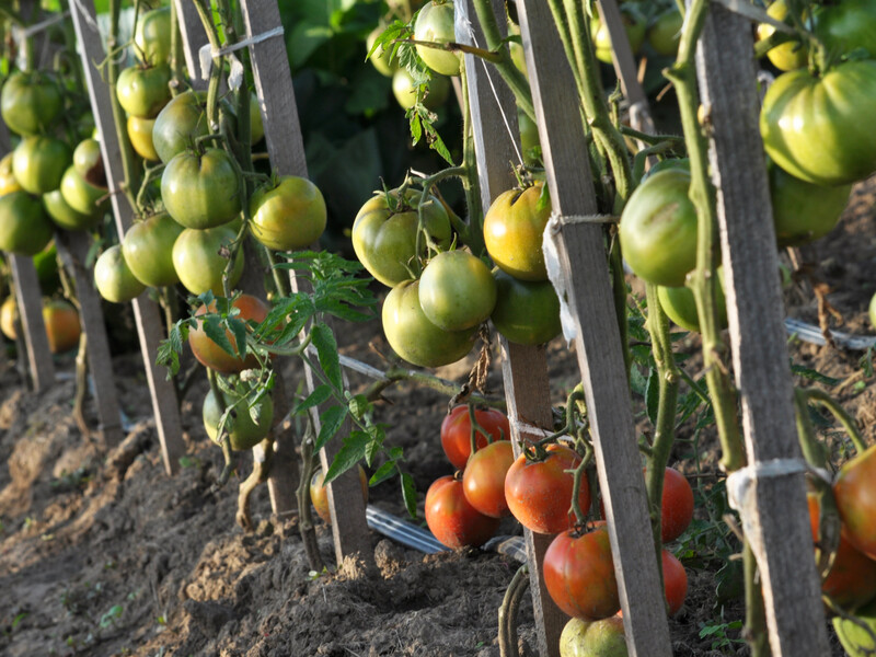 Делайте это каждую неделю – и помидоры в жару никогда не потрескаются. Секретный лайфхак огородников