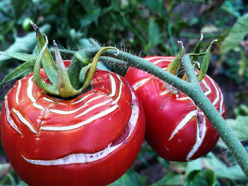 Ваши помидоры могут треснуть из-за того, что обычно делают огородники во время засухи