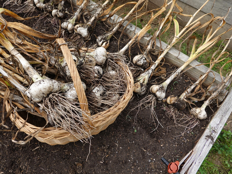 Посадіть це на грядці після часнику. Пʼять найкращих варіантів отримати новий урожай