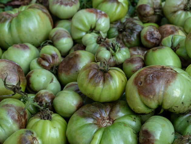 Можно ли предотвратить появление вершинной гнили в жару – это самый действенный способ