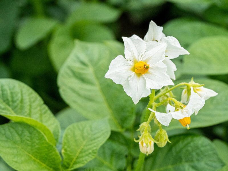 Чи треба зривати квіти з картоплі для підвищення врожайності? Про це мало хто знає