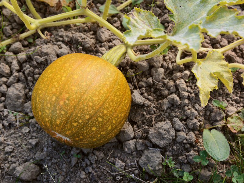 Закопайте это рядом с тыквами, чтобы они выросли вкусными и сладкими