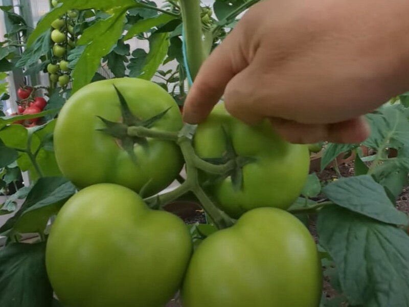 Установите это на ветках томатов – и они не поломаются под тяжестью плодов. Секретный лайфхак
