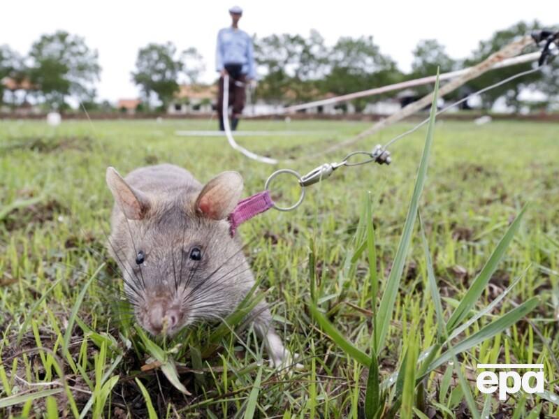 "Незаменимые помощники". Громадные крысы помогают разминировать территории Камбоджи. Фото