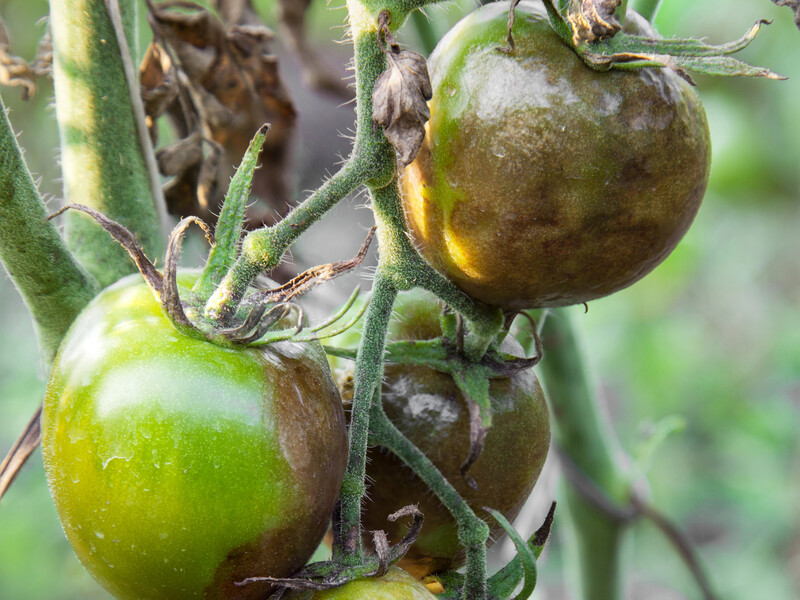 Якщо гниють помідори – негайно обробіть їх цими бюджетними препаратами. Перевірений спосіб