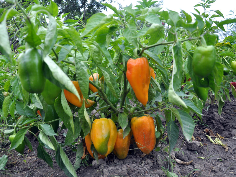 Щоб перець нарешті дав плоди, обов'язково полийте його цим. Надійний спосіб