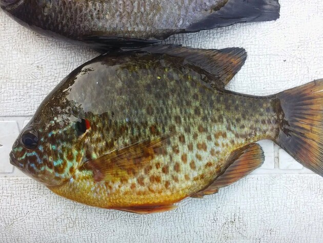 Риби-чужинці з інших континентів поширюються в українських водоймах – науковиця