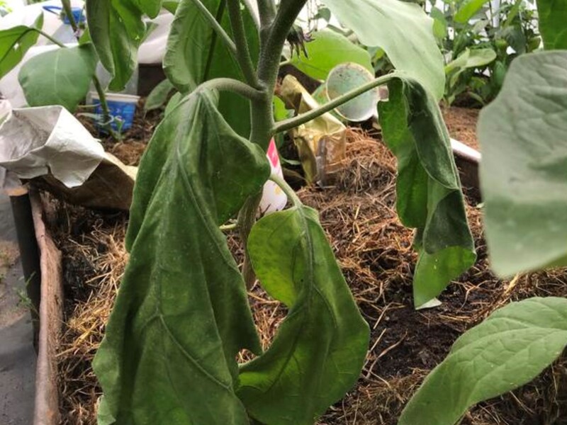 Чтобы листья на баклажанах не желтели и не вяли, сделайте это – и получите невероятный урожай