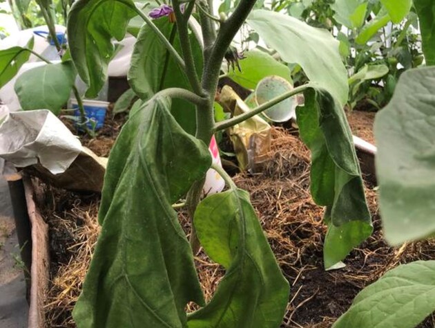 Щоб листя на баклажанах не жовкло й не в'яло, зробіть це – і отримаєте неймовірний урожай