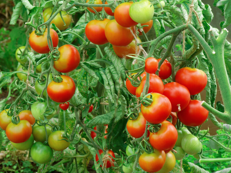 Напишите названия этих сортов помидоров – они дают невероятный урожай. Советы эксперта