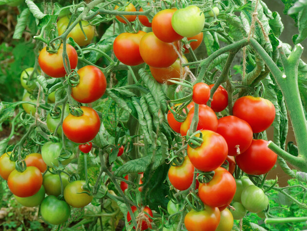 Запишіть назви цих сортів помідорів – вони дають неймовірний урожай. Поради експерта