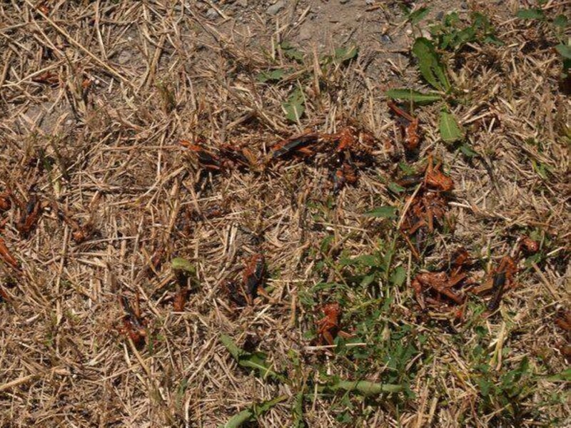 Нашествие саранчи из Запорожской области "перекочевывает" в другую область. Эколог назвала причину. Фото, видео