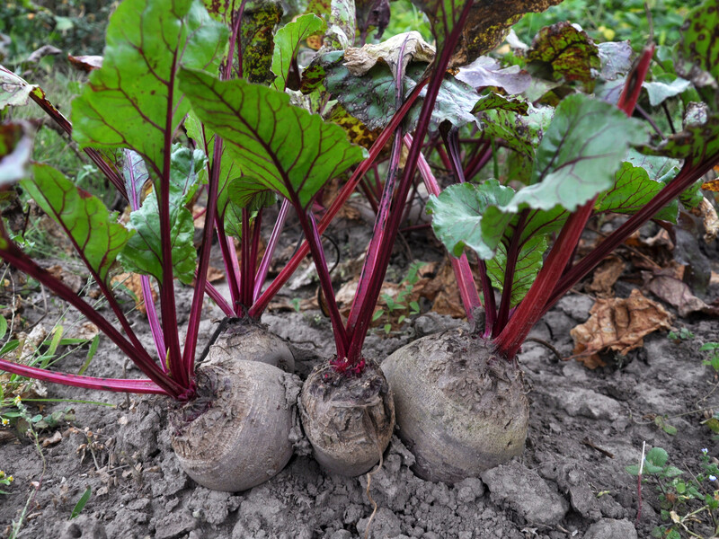 Завдяки такому поливу досвідчені городники отримують найсолодші буряки