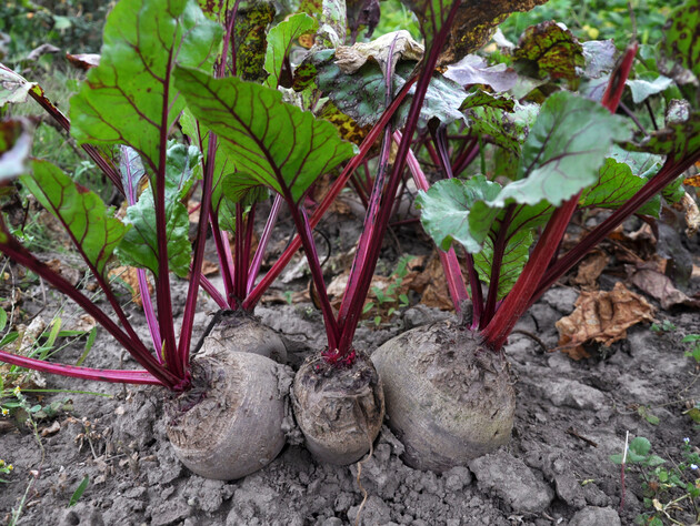 Благодаря такому поливу опытные огородники получают самую сладкую свеклу